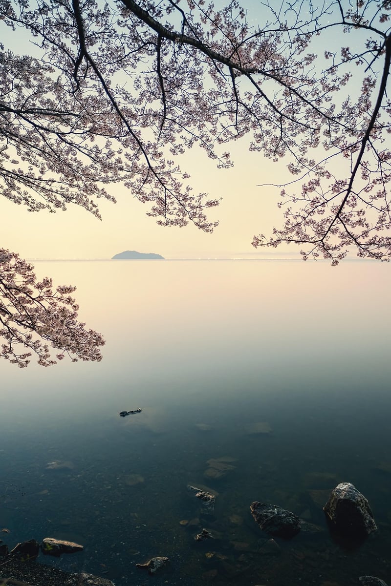 Feudal Japan Cherry Blossoms
